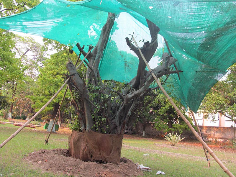 trees-restoration-1