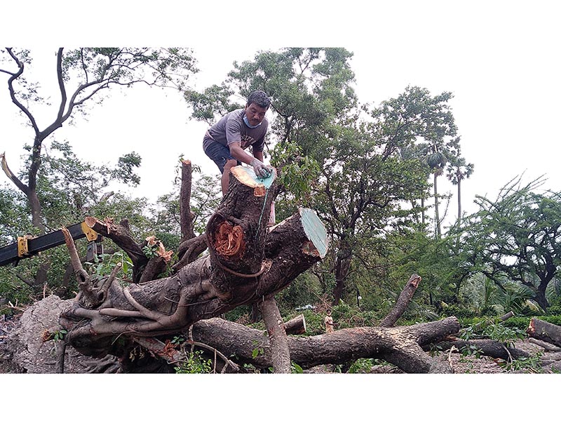 trees-restoration-3