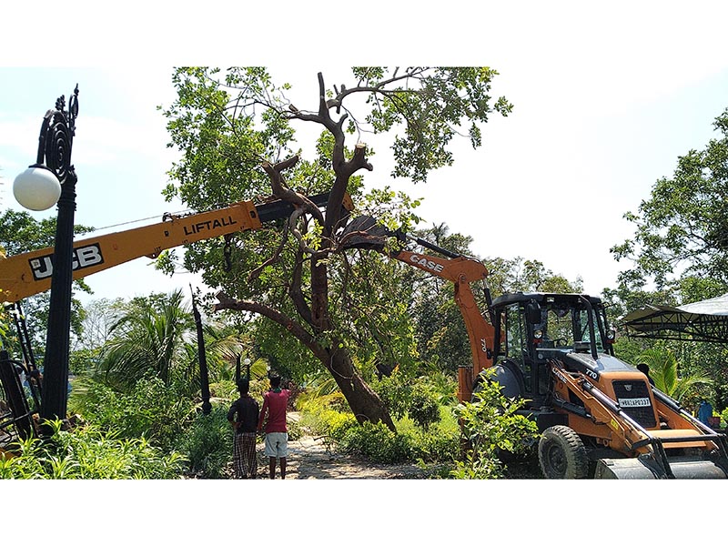 trees-restoration-4