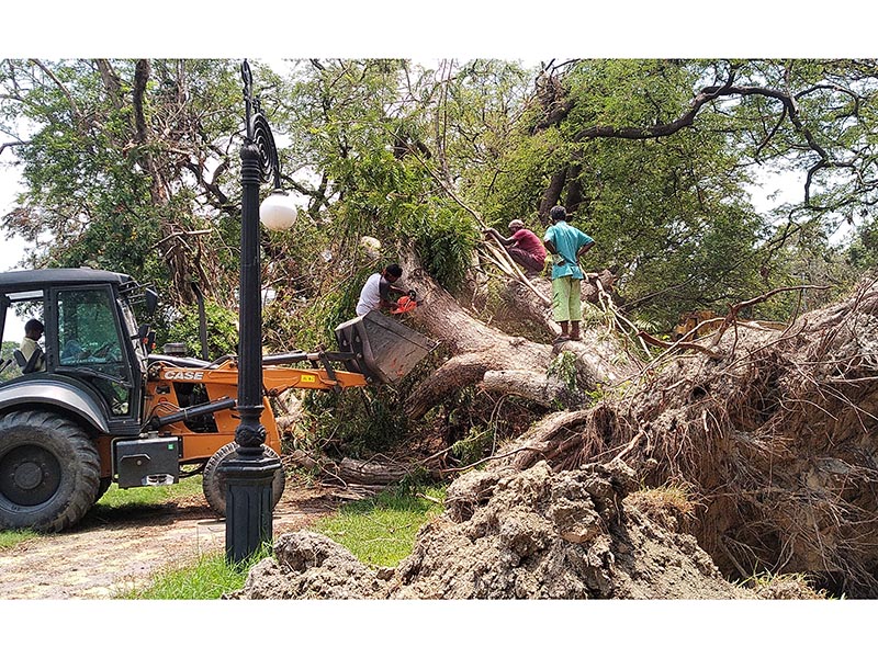 trees-restoration-5