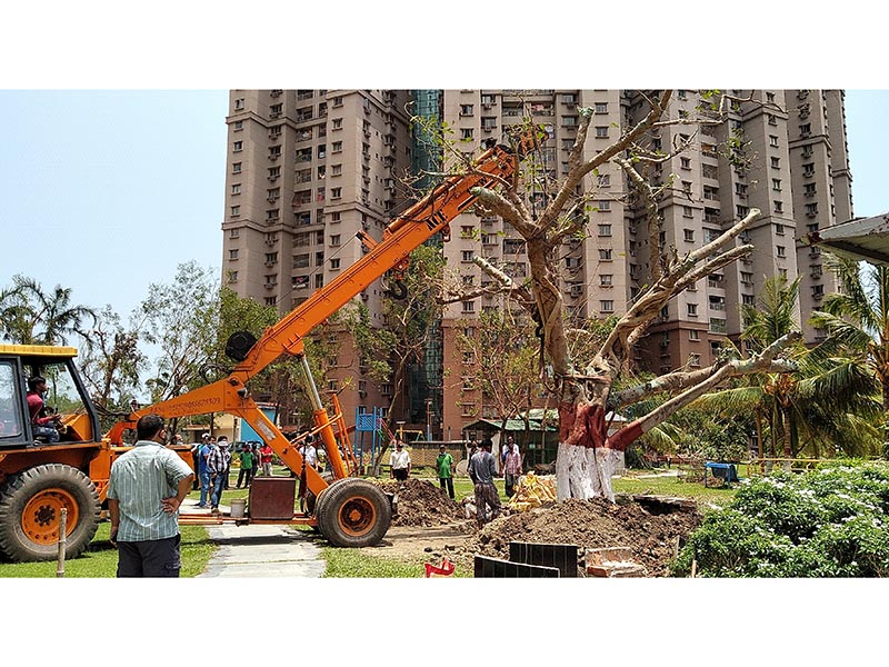 trees-restoration-6