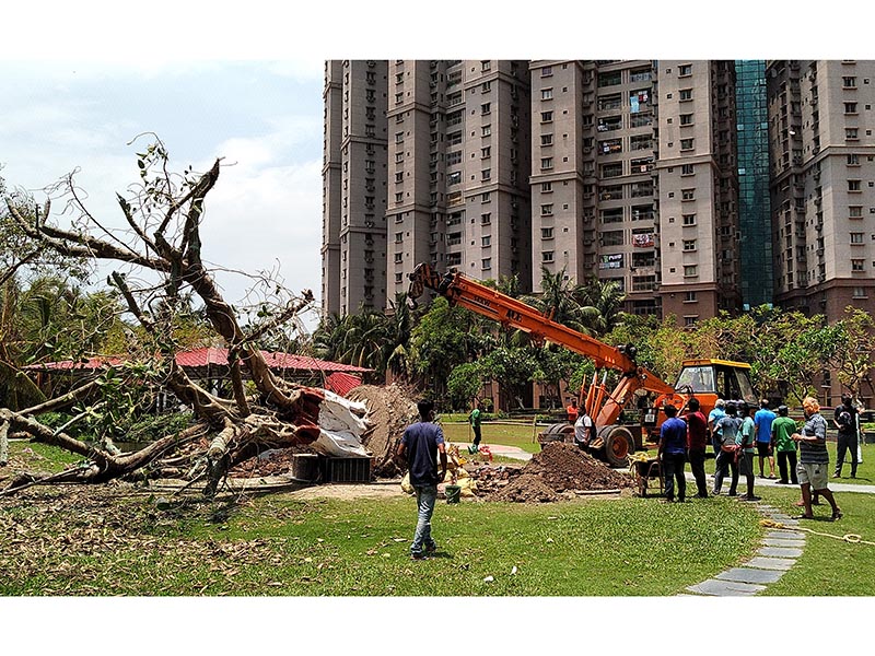 trees-restoration7