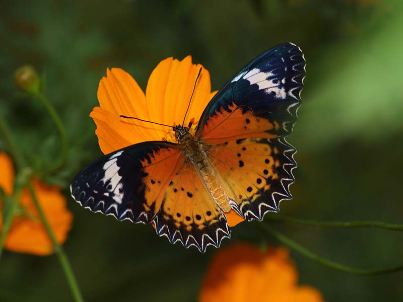 1_Rajabhatkhawa-Butterfly-Conservatory-1