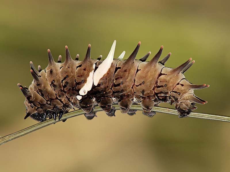 2_Rajabhatkhawa-Butterfly-Conservatory