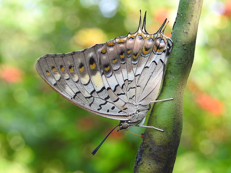 6_Ecopark-Butterfly-Garden-1