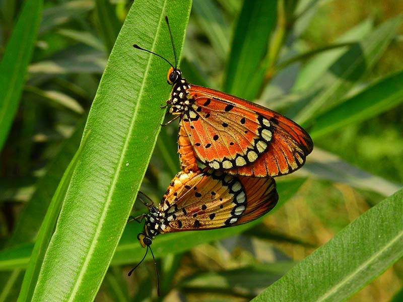 6_Kulik-Butterfly-Conservatory