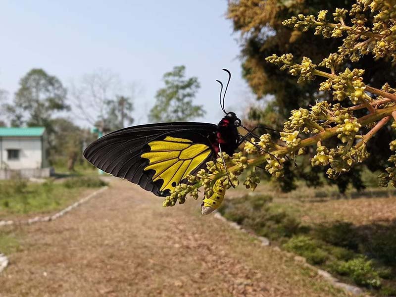 6_Rajabhatkhawa-Butterfly-Conservatory