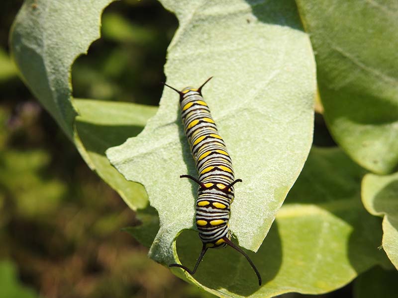 2__Ramsai-Butterfly-Conservatory